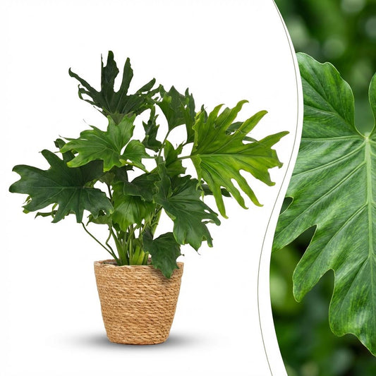 Philodendron Lickety split - Ø19cm - ↕70cm