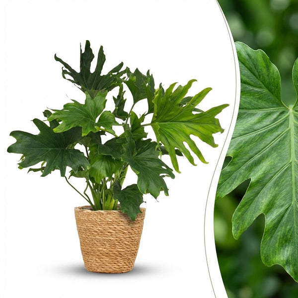 Philodendron Lickety split - Ø19cm - ↕70cm