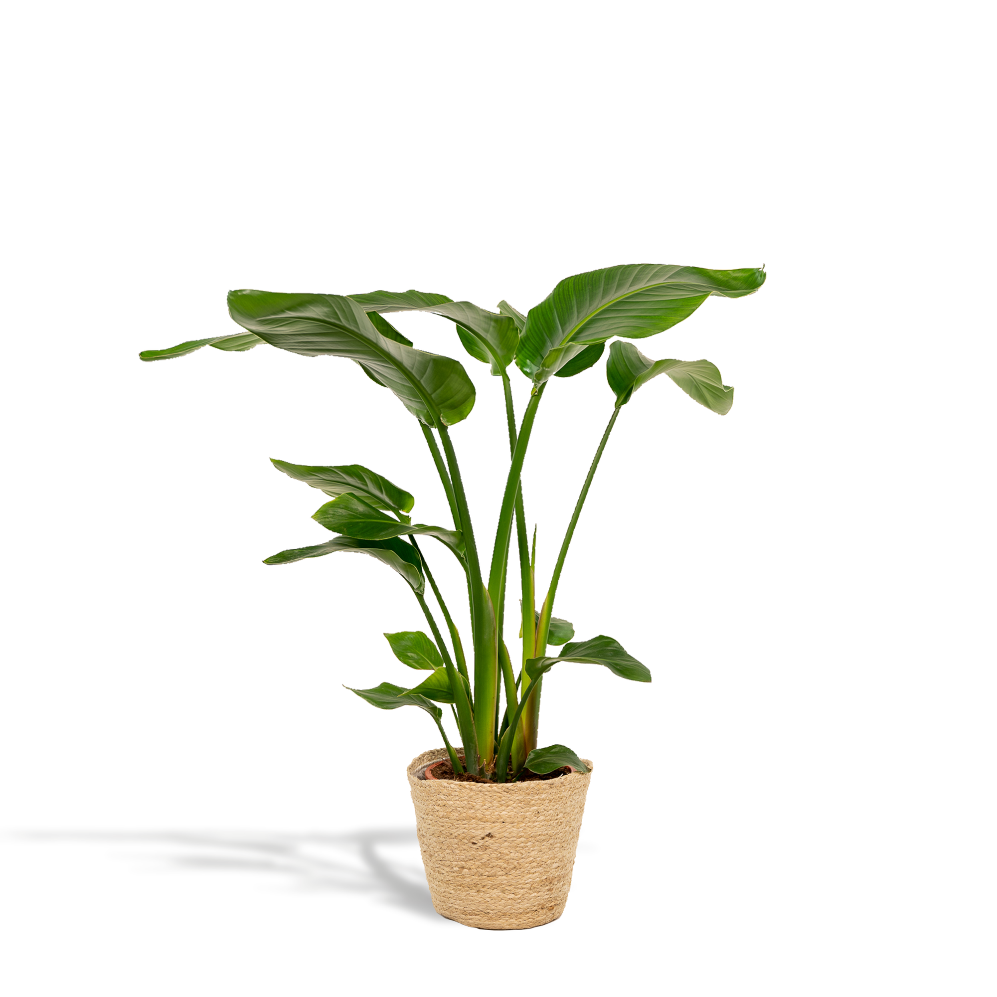 Witte paradijsvogelplant - Strelitzia nicolai - incl. Mand Selin - Ø19cm - ↕90cm