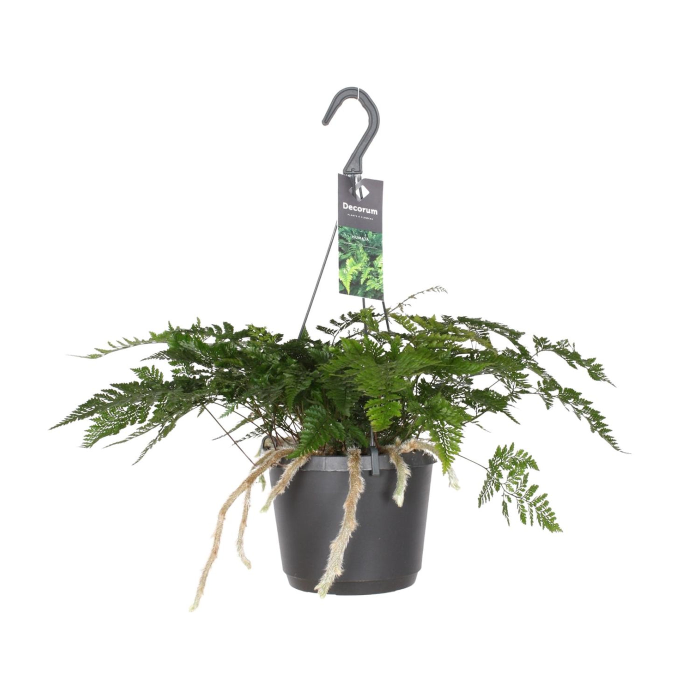 Konijnenpootvaren - Humata tyermannii - Ø17cm - ↕20cm