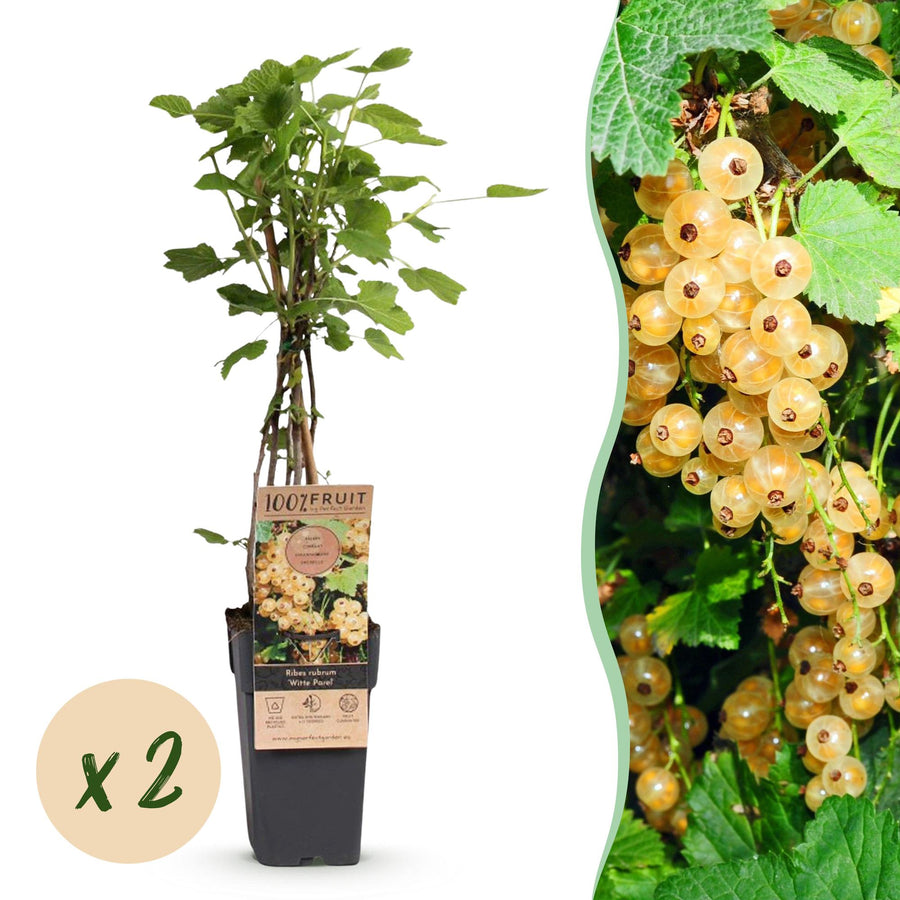 Bessenplant - Ribes rubrum Witte Parel - Ø15cm - ↕50cm