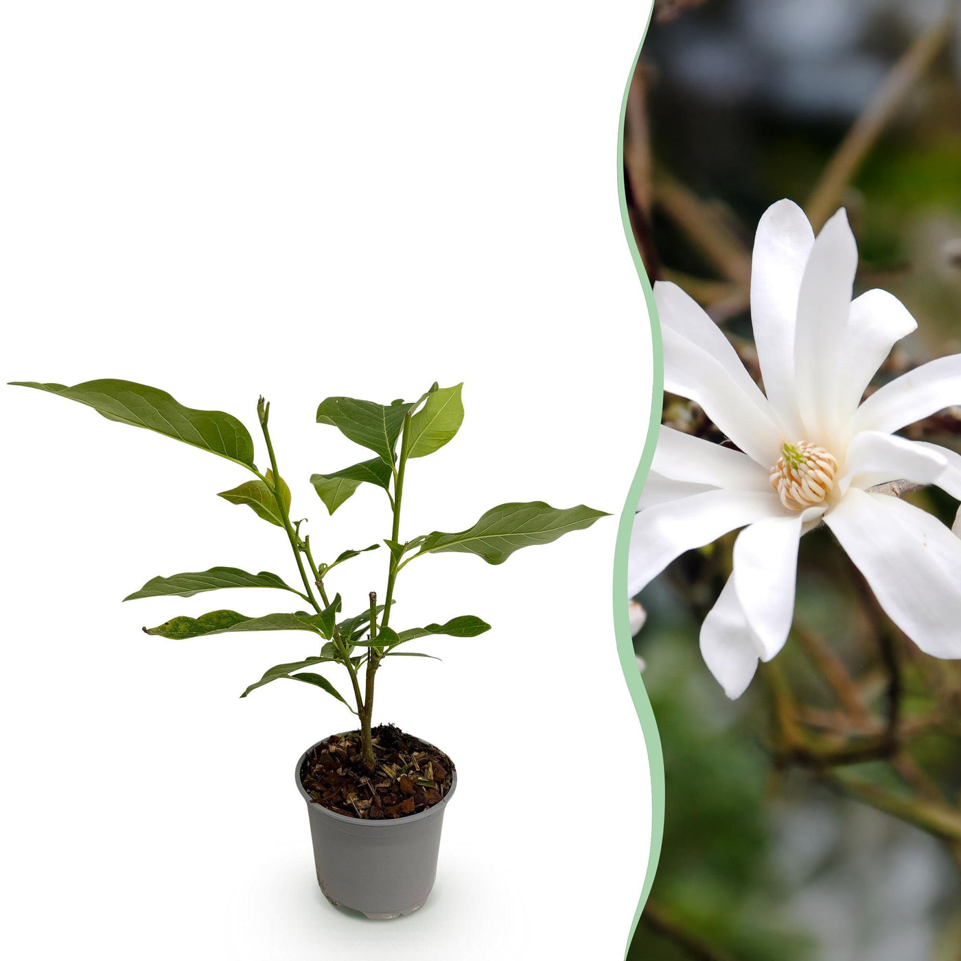 Magnolia - Magnolia stellata - wit - Ø12cm - ↕30cm