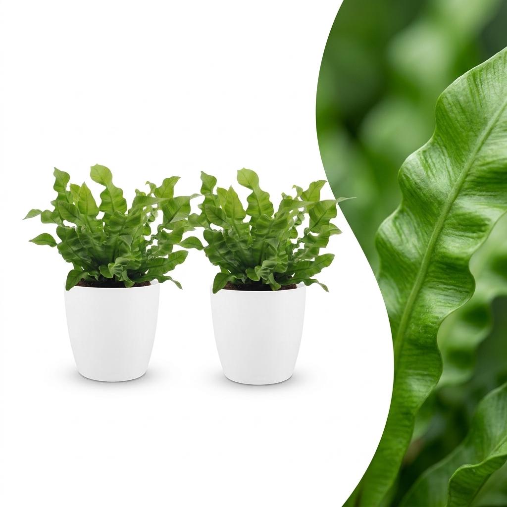 2x Tongvaren - Asplenium Crispy Wave - incl. Elho Potter - wit - Ø12cm - ↕30cm
