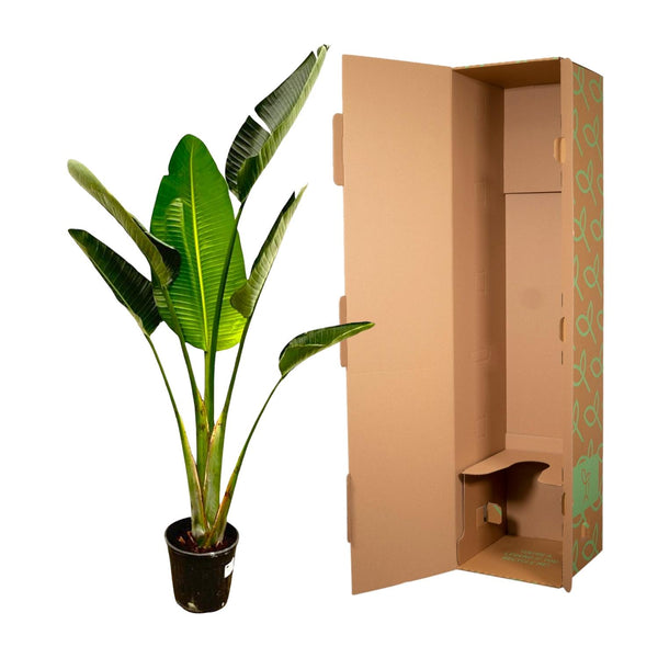 Witte paradijsvogelplant - Strelitzia augusta - Ø24cm - ↕180cm