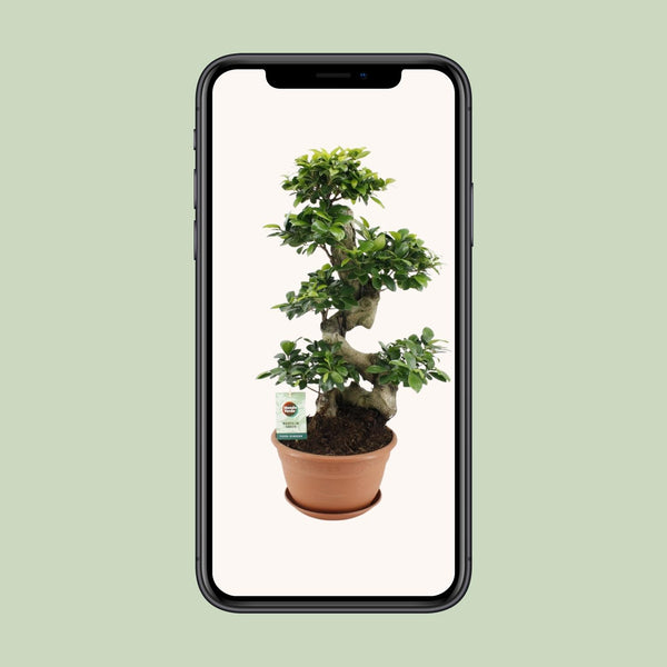 Vijgenboom - Ficus Ginseng - Ø27cm - ↕70cm