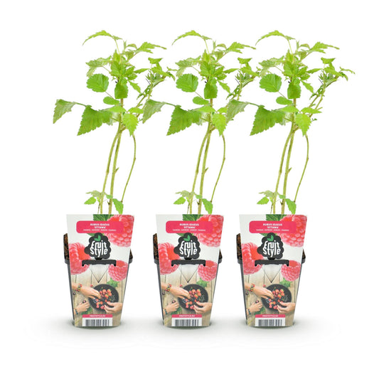 Frambozenplant - Rubus idaeus Heritage - Ø9cm