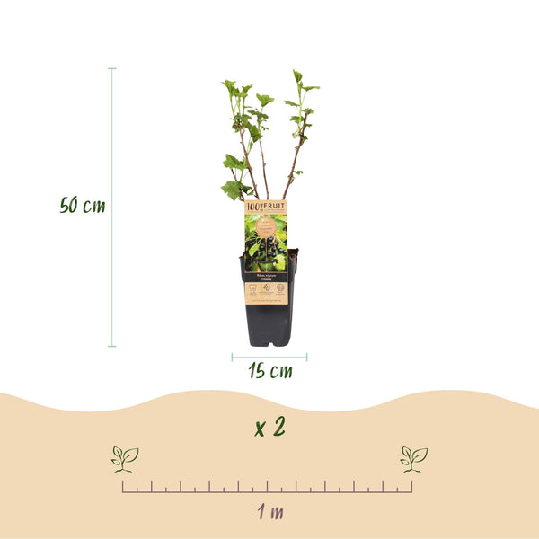 Bessenplant - Ribes nigrum Titania - Ø15cm - ↕50cm