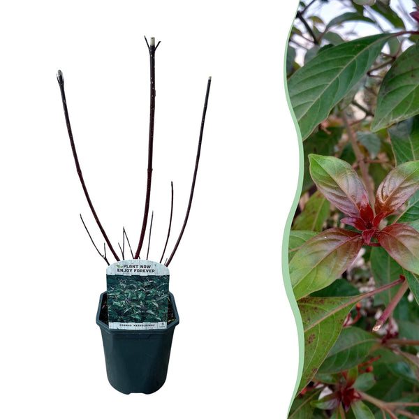 Kornoelje - Cornus alba Kesselringii - Ø17cm - ↕45cm