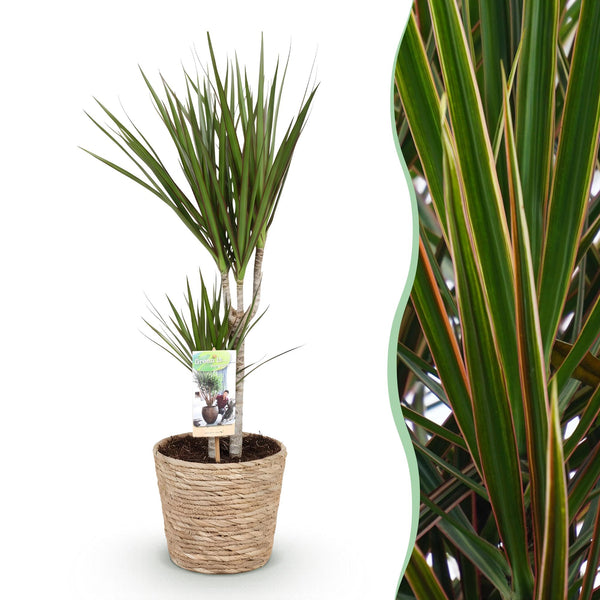 Drakenbloedboom - Dracaena marginata - Ø17cm - ↕70-80cm