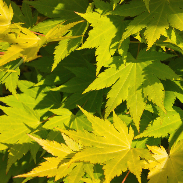 Japanse Esdoorn - Acer palmatum Jordan - Geel - Ø19cm - ↕70cm
