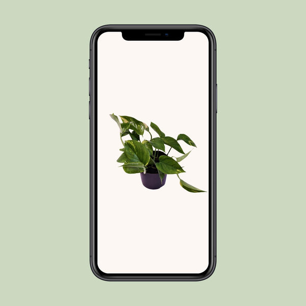 Pothos - Epipremnum aureum - Ø12cm - ↕25cm