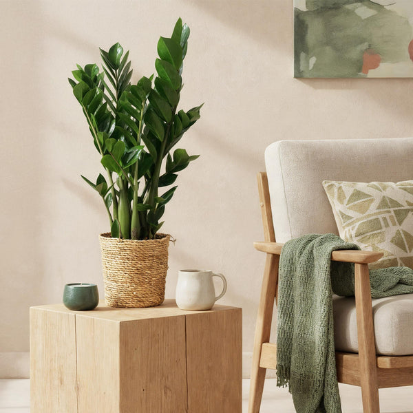 ZZ-plant - Zamioculcas - Ø17cm - ↕65-75cm