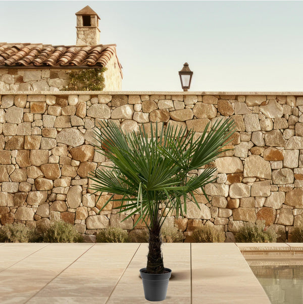 Chinese waaierpalm - Trachycarpus fortunei - Ø30cm - ↕160-180cm