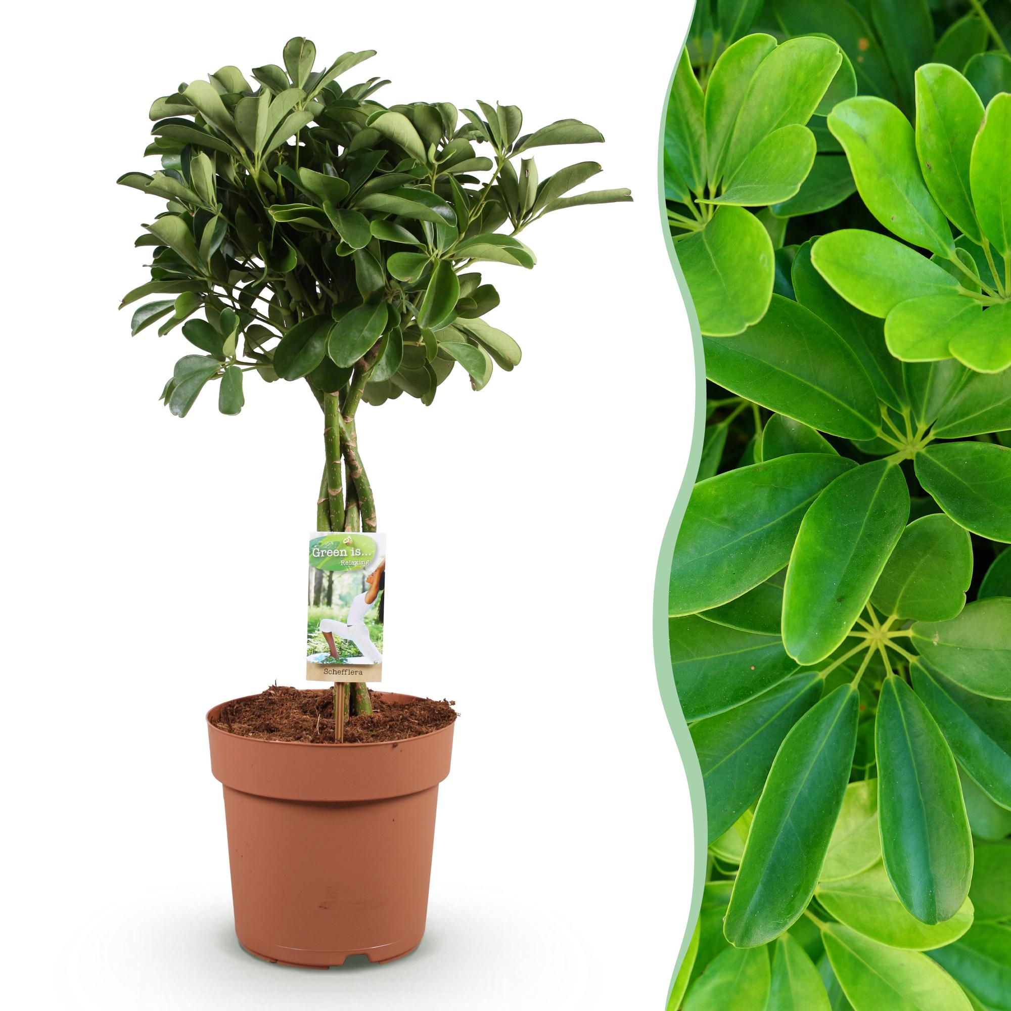 Vingerboom - Schefflera Nora - Ø21cm - ↕70-82cm