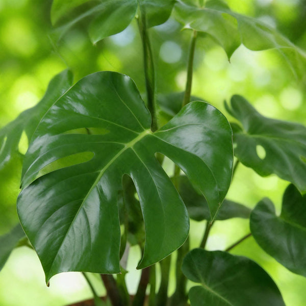 Monstera Deliciosa - Gatenplant - Ø21cm - ↕70-80cm