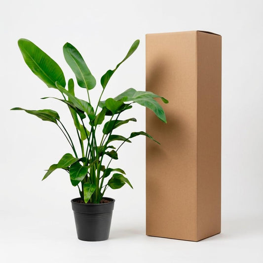 Witte paradijsvogelplant - Strelitzia nicolai - Ø24cm - ↕150cm