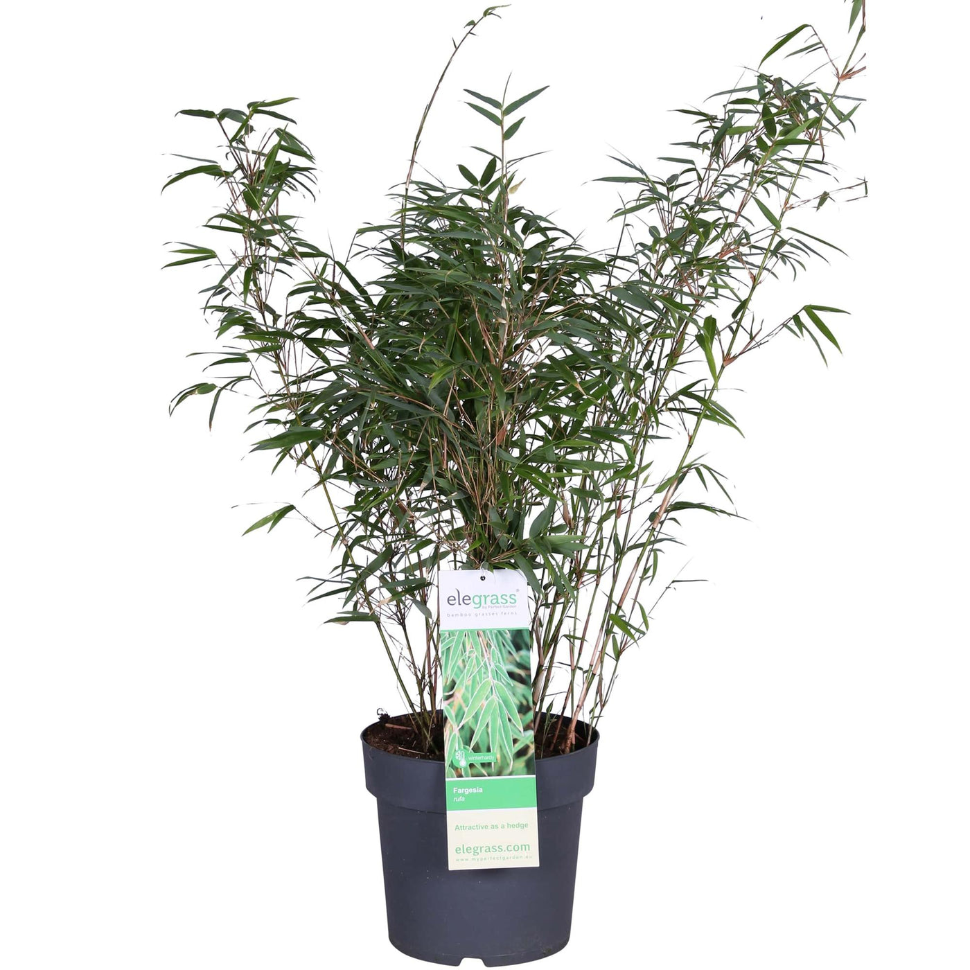 Bamboe - Fargesia rufa - Ø23cm - ↕80cm