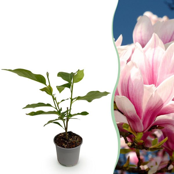 Magnolia - Magnolia soulangeana - roze - Ø12cm - ↕30cm