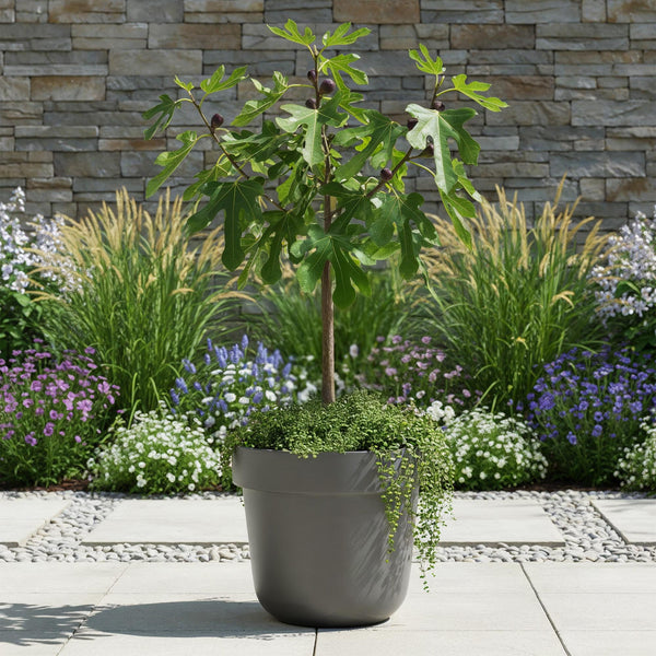 Vijgenboom op stam - Ficus carica Little Miss Figgy - Ø19cm - ↕90cm