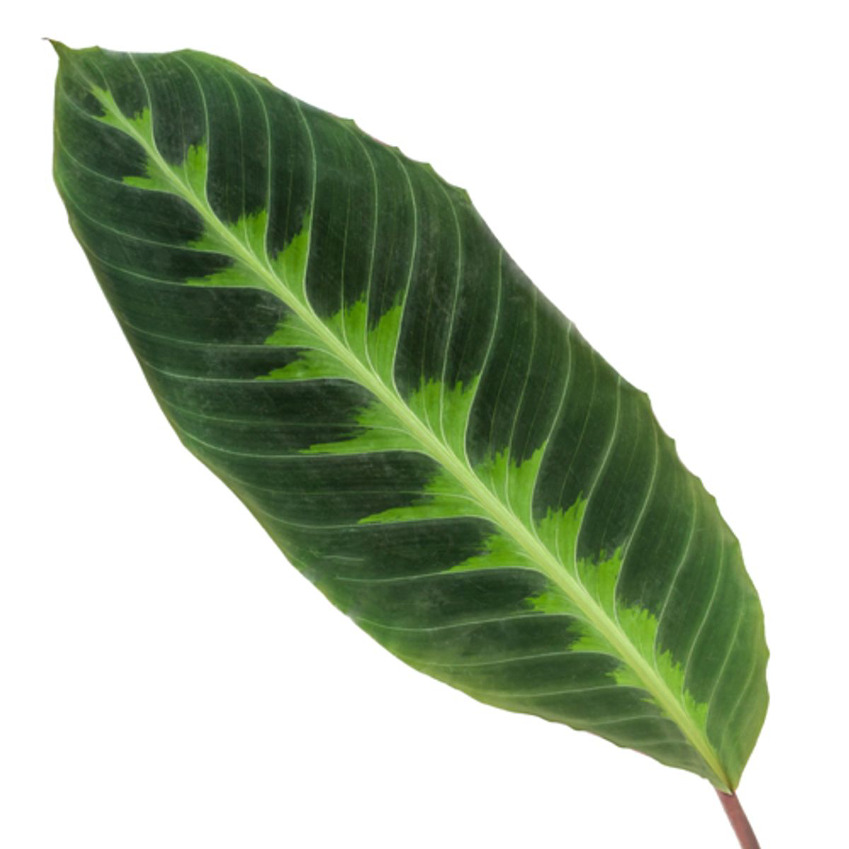 Calathea Warscewiczii - Ø24cm - ↕90cm