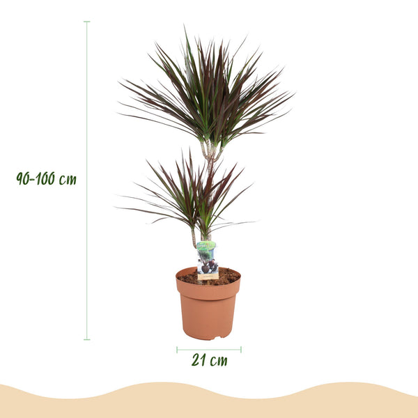Drakenbloedboom - Dracaena Magenta - Ø21cm - ↕90-100cm