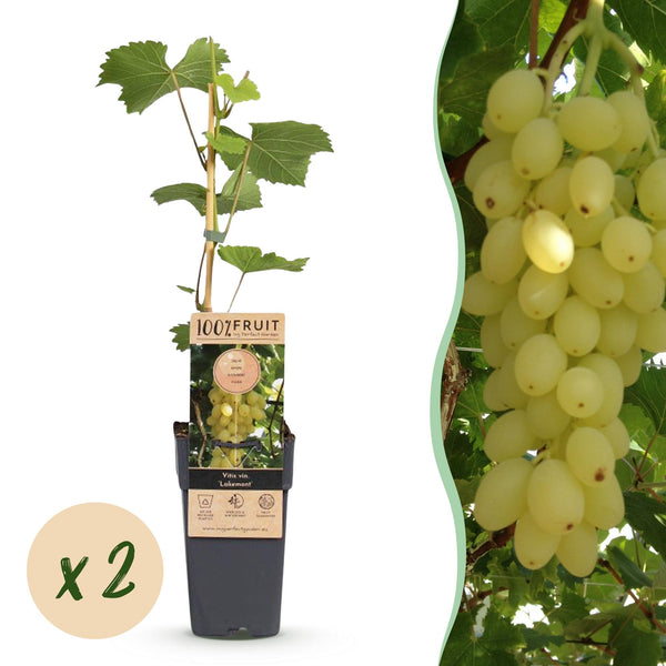 2x Druif - Vitis vinifera Lakemont - Ø15cm - ↕50cm