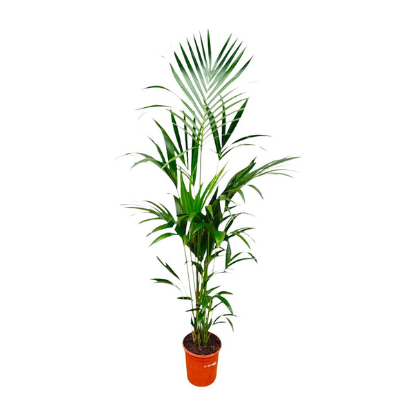 Kentiapalm - Kentia palm - Ø21cm - ↕180cm