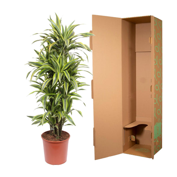 Drakenbloedboom - Dracaena Lemon Lime - Ø30cm - ↕150cm