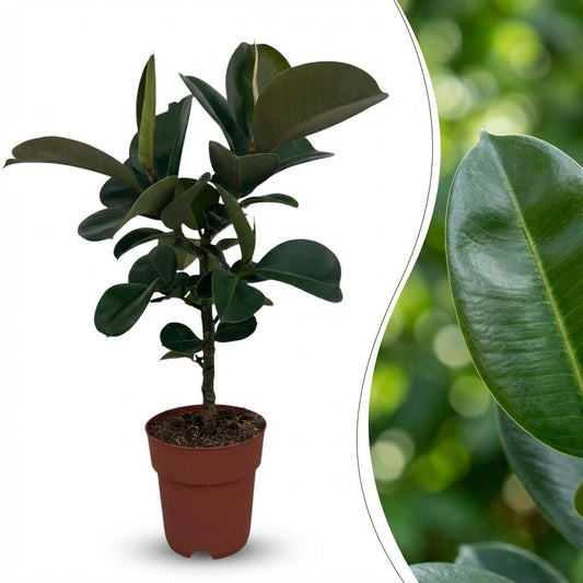 Rubberplant - Ficus elastica Cloe - Ø19cm - ↕65cm