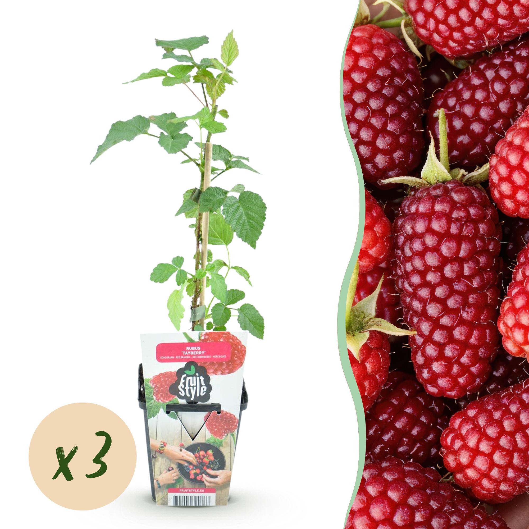 Taybes - Rubus Tayberry - Ø9cm
