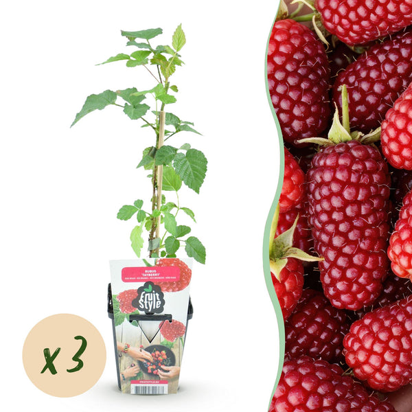 Taybes - Rubus Tayberry - Ø9cm