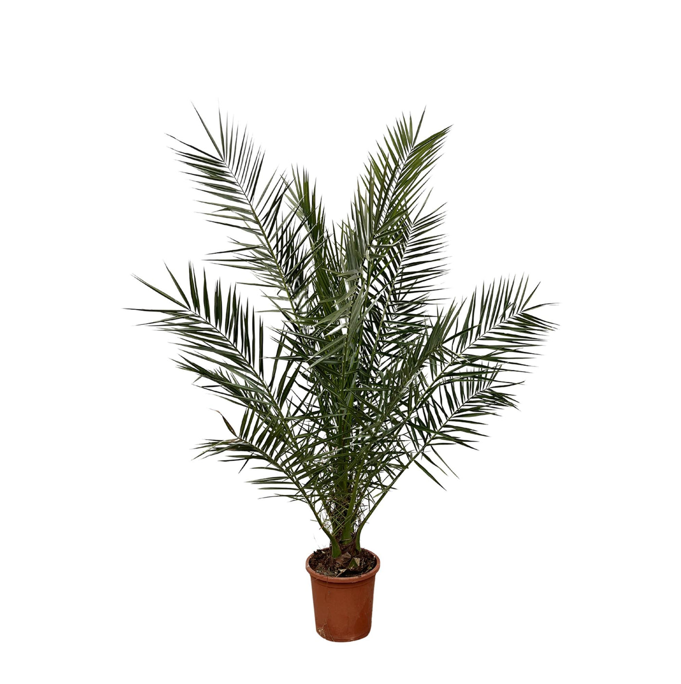 Canarische dadelpalm - Phoenix canariensis - Ø27cm - ↕170cm