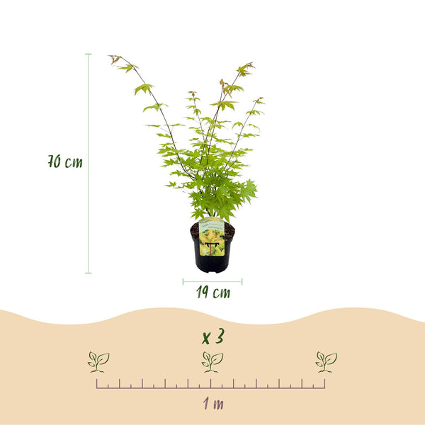 Japanse Esdoorn - Acer palmatum Summergold - Geel - Ø19cm - ↕70cm