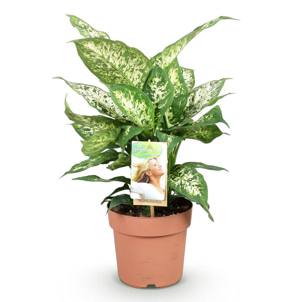 Dieffenbachia - Dieffenbachia Compacta - Ø17cm - ↕45-50cm