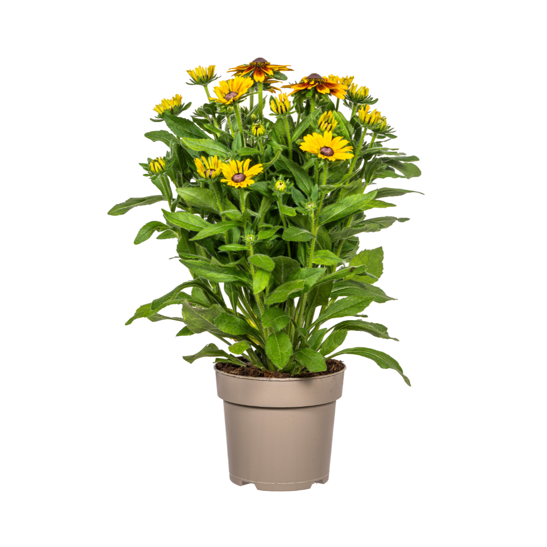 Zonnehoed - Rudbeckia 'Summerina' - Ø19cm - ↕60cm