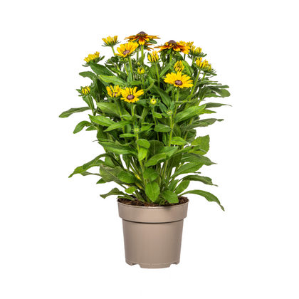 Zonnehoed - Rudbeckia 'Summerina' - Ø19cm - ↕60cm