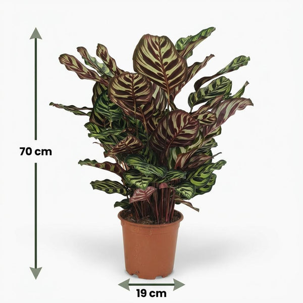 Pauwenplant - Calathea Makoyana - Ø19cm - ↕70cm