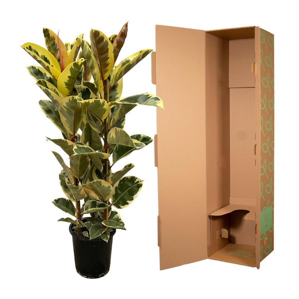 Rubberboom - Ficus elastica Tineke struik - Ø28cm - ↕140cm