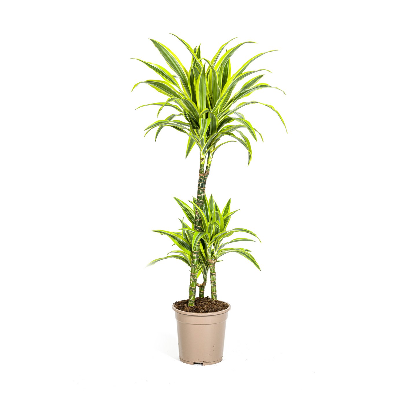 Drakenbloedboom - Dracaena deremensis 'Lemon Lime' - Ø21cm - ↕100cm