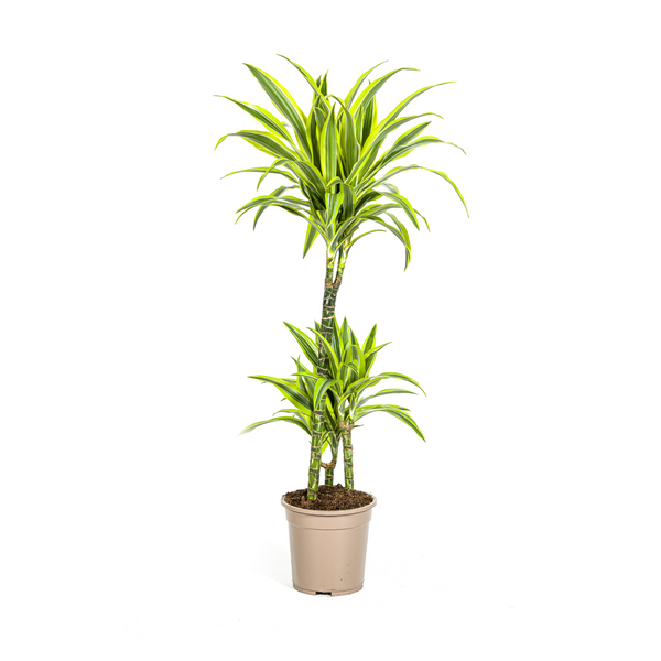 Drakenbloedboom - Dracaena deremensis 'Lemon Lime' - Ø21cm - ↕100cm