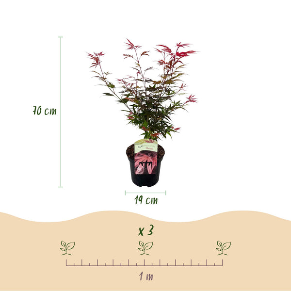 Japanse Esdoorn - Acer palmatum Shaina - Rood - Ø19cm - ↕70cm