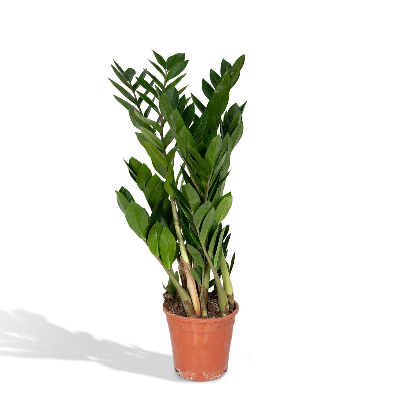 ZZ-plant - Zamioculcas zamiifolia - Ø17cm - ↕70cm