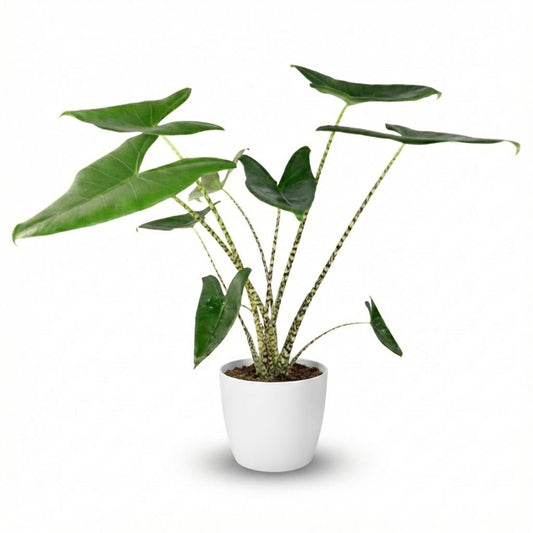 Olifantsoor - Alocasia zebrina - Ø21cm - ↕70-75cm