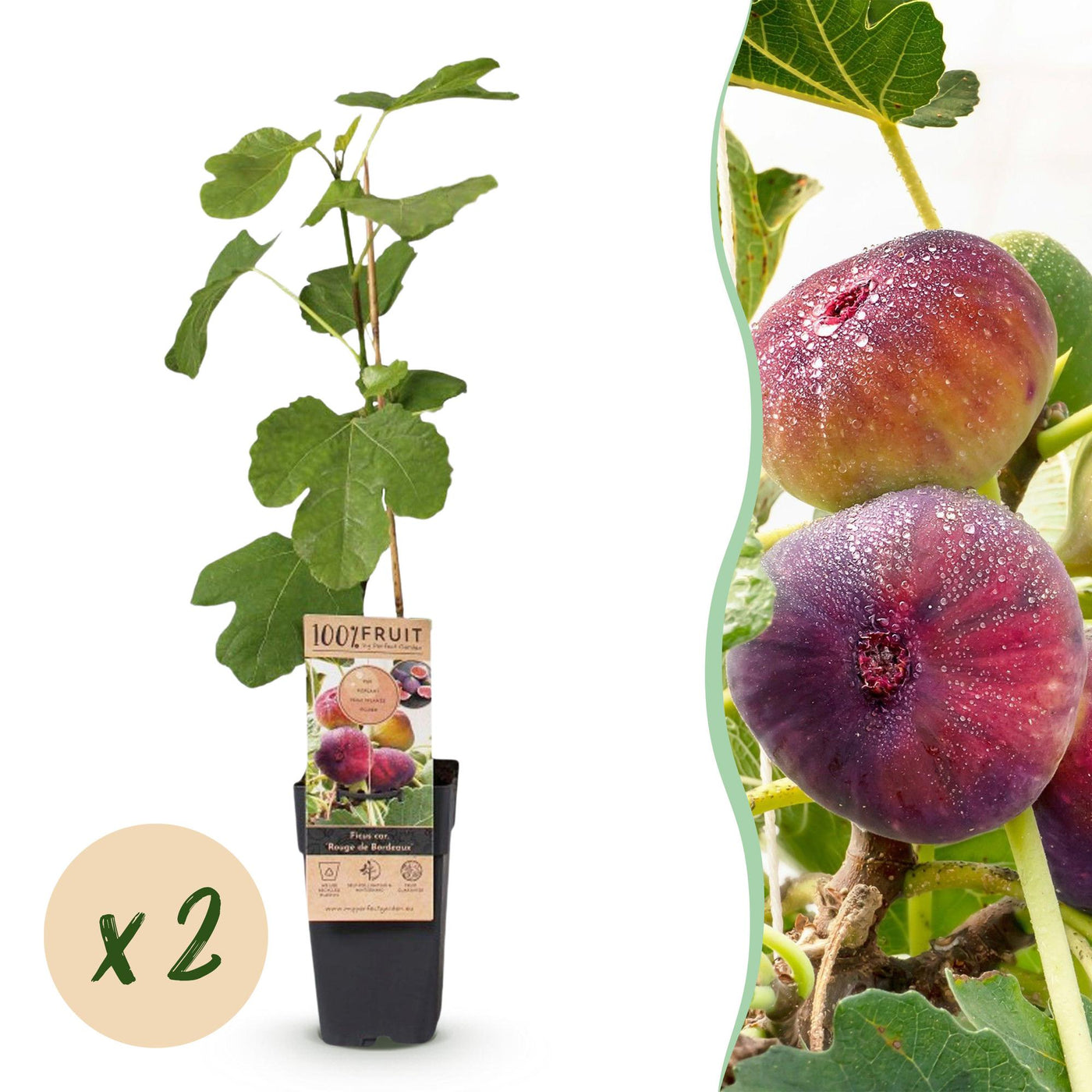 2x Vijgenboom - Ficus carica Rouge de Bordeaux - Ø15cm - ↕50cm