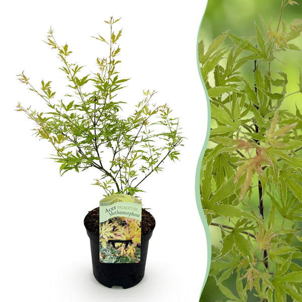 Japanse Esdoorn - Acer palmatum Methamorphosa - Ø19cm - ↕70cm