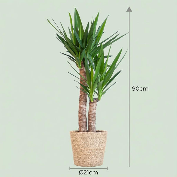 Palmlelie - Yucca elephantipes - incl. Zeegraskorf - Naturel - Ø21cm - ↕90cm