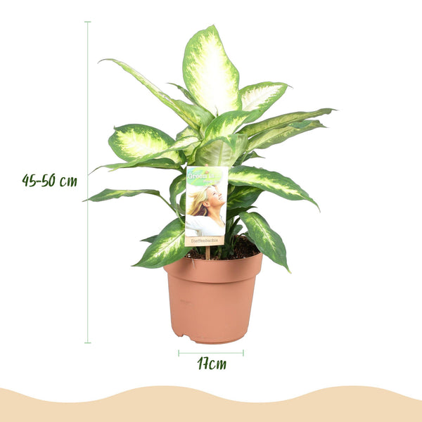 Dieffenbachia - Dieffenbachia Camilla - Ø17cm - ↕45-50cm