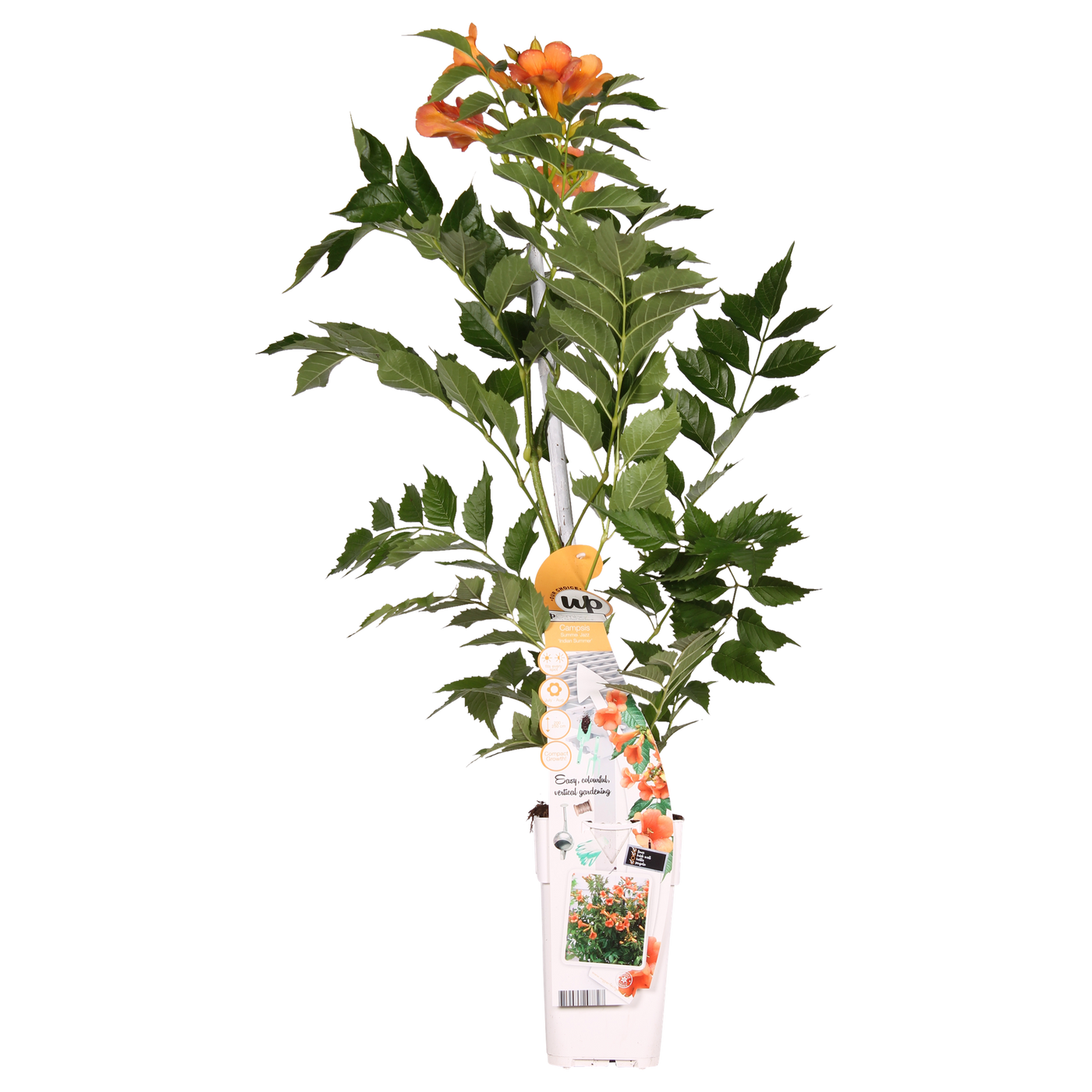 Trompetklimmer - Campsis Indian Summer - oranje - Ø15cm - ↕65cm