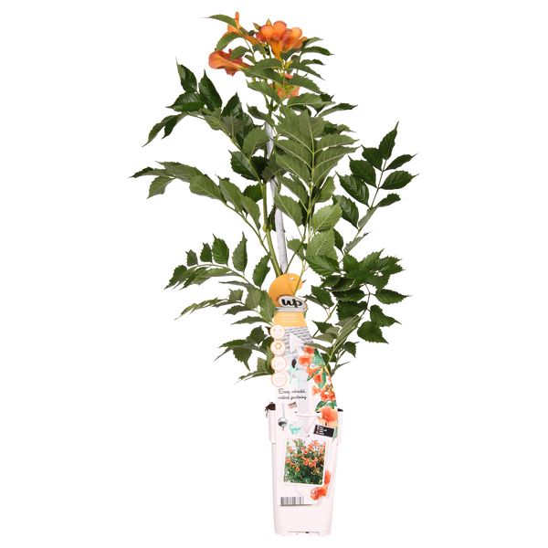 Trompetklimmer - Campsis Indian Summer - oranje - Ø15cm - ↕65cm