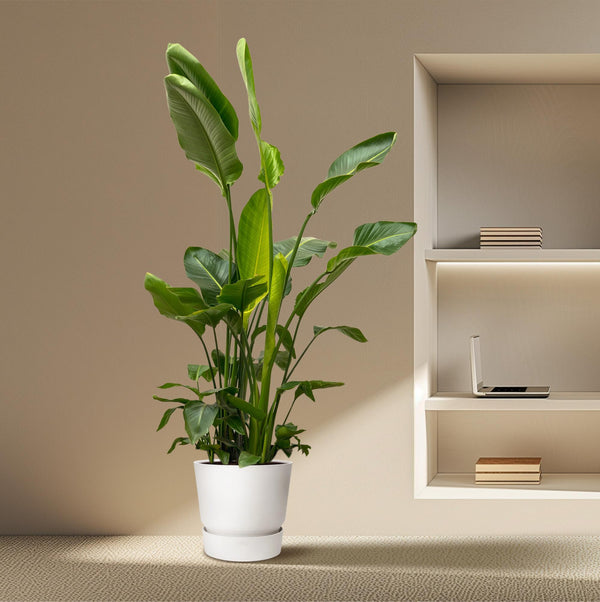 Witte paradijsvogelplant - Strelitzia nicolai - Ø40cm - ↕250cm
